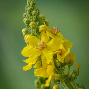 Greek Mullein Seeds, Herbal