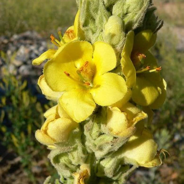 Verbascum densiflorum Mullein Seeds