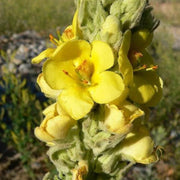 Verbascum densiflorum Mullein Seeds