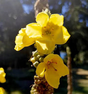 Verbascum densiflorum Mullein Seeds