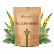 Mullein Seeds – Verbascum thapsus