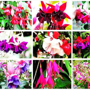 Multi-Colored Fuchsia - Flower Plant