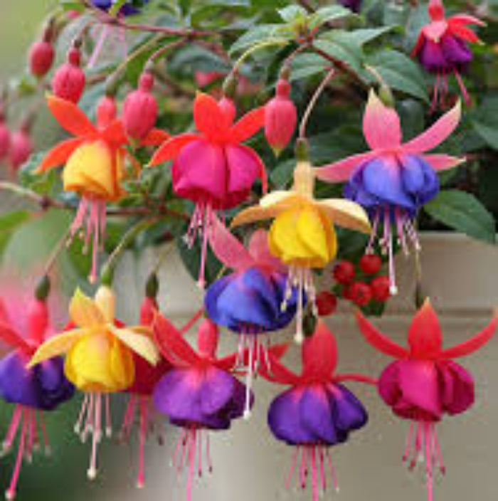 Multi-Colored Fuchsia - Flower Plant