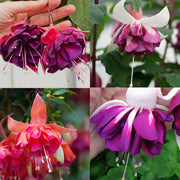 Multi-Colored Fuchsia - Flower Plant