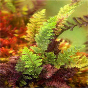 Multi-Colour Fern Seeds - Flower Plant