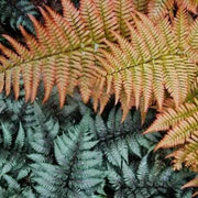 Multi-Colour Fern Seeds - Flower Plant