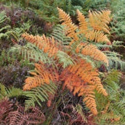 Multi-Colour Fern Seeds - Flower Plant