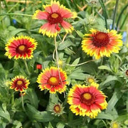 Multi Color Flower Mix Seeds