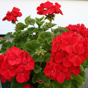 Geranium Seeds – Pelargonium × hortorum