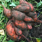 Murasaki Sweet Potato Seeds - Vegetable Plant
