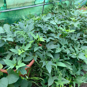 Murasaki Sweet Potato Seeds - Vegetable Plant
