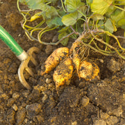 Murasaki Sweet Potato Seeds - Vegetable Plant