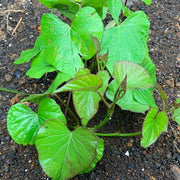 Murasaki Sweet Potato Seeds - Vegetable Plant
