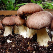 Burgundy Mushroom Seeds