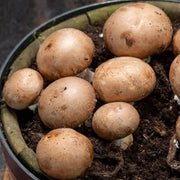 Cremini Mushroom Seeds