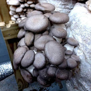 Dark Gray Mushroom Seeds
