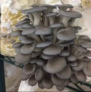 Dark Gray Mushroom Seeds