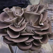 Gray Mushroom Seeds
