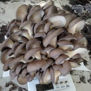 Gray Mushroom Seeds