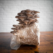 Light Brown Mushroom Seeds