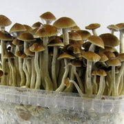 Light Brown Mushroom Seeds
