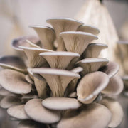 Light Gray Mushroom Seeds