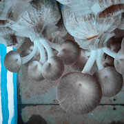 Light Gray Mushroom Seeds