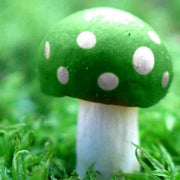 Light Green Mushroom Seeds