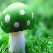 Light Green Mushroom Seeds