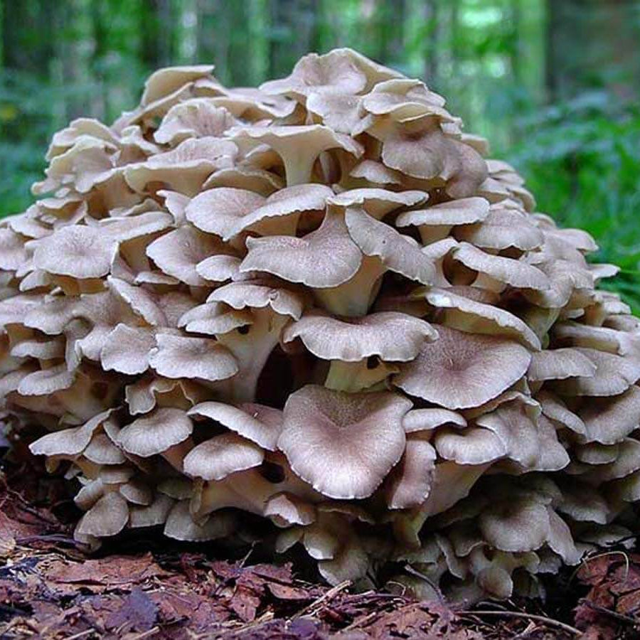 Maitake Mushroom Seeds