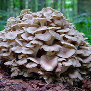 Maitake Mushroom Seeds