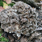Maitake Mushroom Seeds