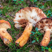Milkcap Mushroom Seeds