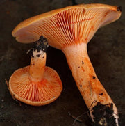 Milkcap Mushroom Seeds