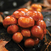 Nameko Mushroom Seeds