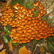Nameko Mushroom Seeds