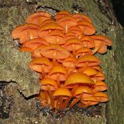 Orange Mushroom Seeds