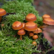 Orange & Brown Mushroom Seeds