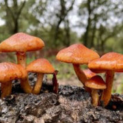 Orange & Brown Mushroom Seeds