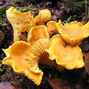 Orange & Yellow Mix Mushroom Seeds