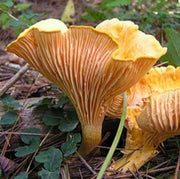 Orange & Yellow Mix Mushroom Seeds