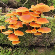 Orange Mushroom Seeds