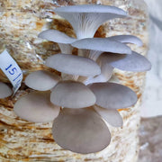 Pleurotus Mushroom Seeds