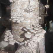 Pleurotus Mushroom Seeds