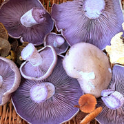 Purple Mushroom Seeds