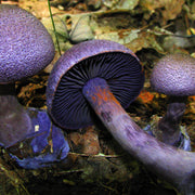 Purple Mushroom Seeds