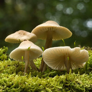Mushroom Seeds - All In One For Home Gardens