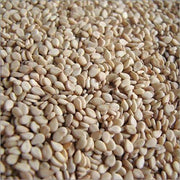 Mushroom Seeds - All In One For Home Gardens