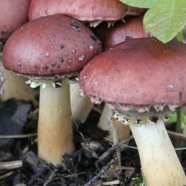 Burgundy Mushroom Seeds