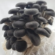 Dark Gray Mushroom Seeds